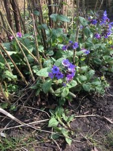 Geflecktes Lungenkraut, die Heilpflanze im März 2019