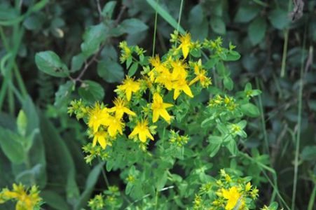 Das Johanniskraut – die Heilpflanze im Juni