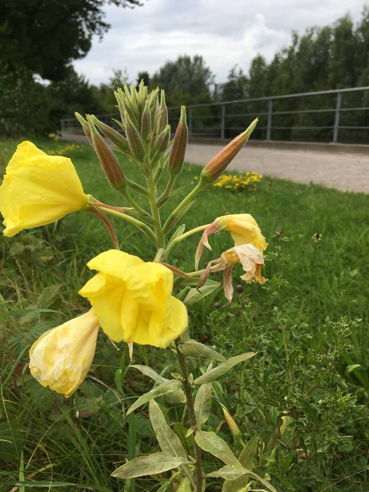 Die Heilpflanze des Monats September 2018 Nachtkerze