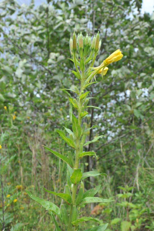 Die Heilpflanze des Monats September 2018 Nachtkerze