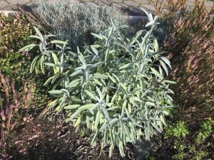 Salbei (Salvia officinalis) - die Heilpflanze des Monats November