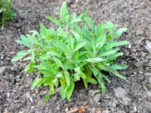 Salbei (Salvia officinalis) - die Heilpflanze des Monats November