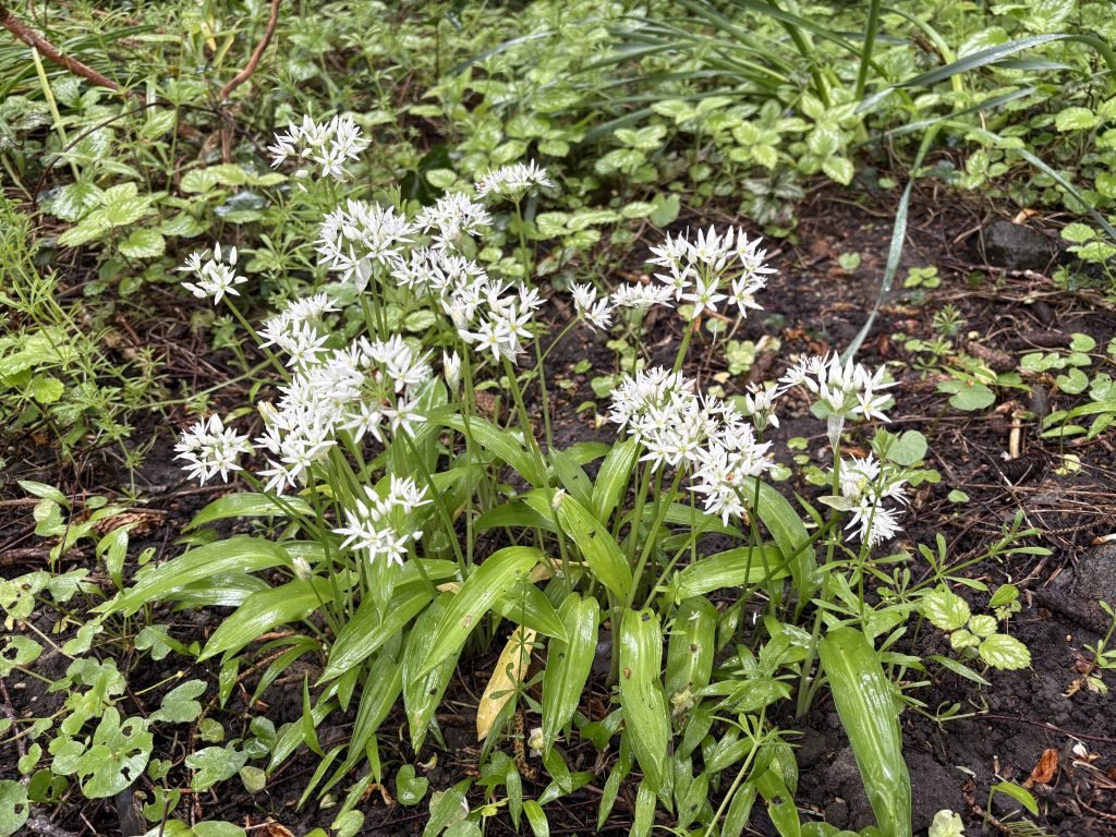 Der Bärlauch, die Heilpflanze des Monats April 2019