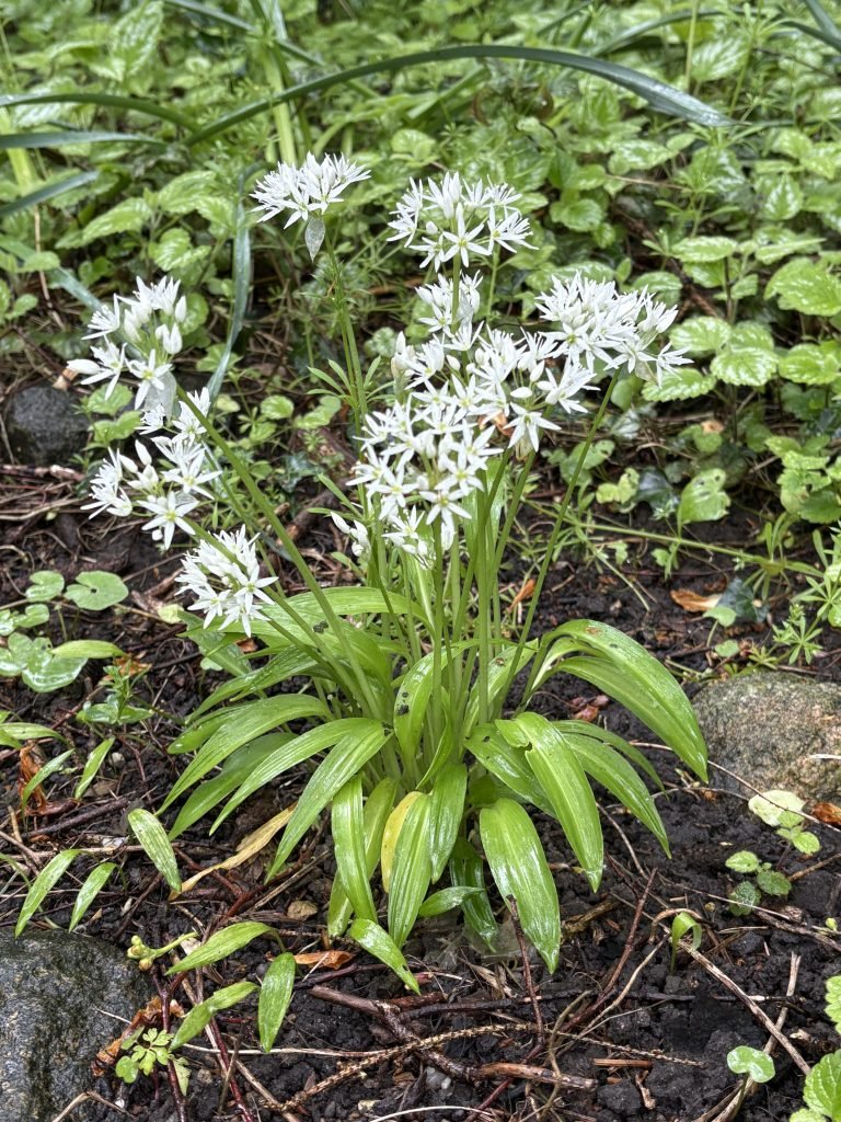 Der Bärlauch, die Heilpflanze des Monats April 2019