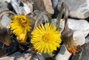 Huflattich – Heilpflanze im März