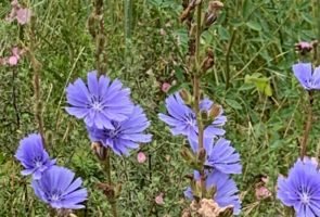 Die Wegwarte – Heilpflanze im Juli