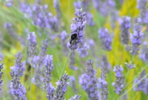 Lavendel – die Heilpflanze im August