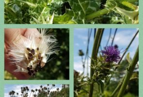 Die Mariendistel – Heilpflanze im September