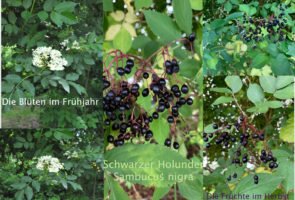 Schwarzer Holunder – die Heilpflanze im Oktober