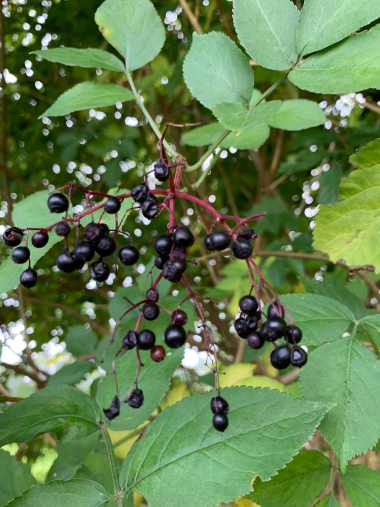 Schwarzer Holunder - die Heilpflanze im Oktober