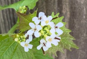 Die Knoblauchsrauke – Heilpflanze im April