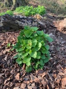 Knoblauchsrauke im ersten Jahr