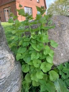 Knoblauchsrauke wächst überall