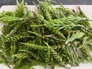 Der Ackerschachtelhalm - die Heilpflanze im Juni