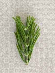 Der Ackerschachtelhalm - die Heilpflanze im Juni