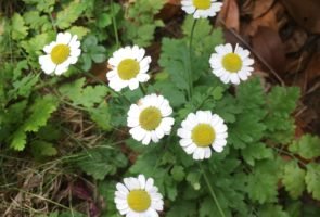 Das Mutterkraut – die Heilpflanze im August