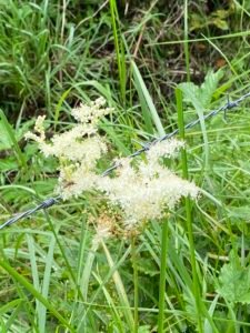 Echtes Mädesüß - die Heilpflanze im November