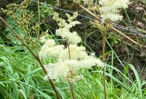 Echtes Mädesüß – die Heilpflanze im November