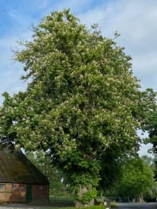 Rosskastanie - Aesculus hippocastanum