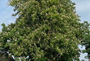 Die Rosskastanie – die Heilpflanze im Oktober