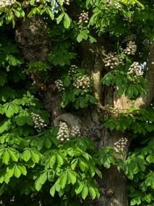 Die Rosskastanie - die Heilpflanze im Oktober