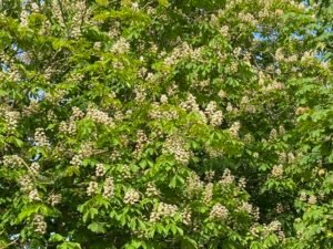 Blütenstände der Kastanie