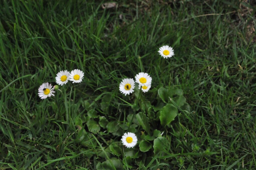 Das Gänseblümchen die Heilpflanze im April