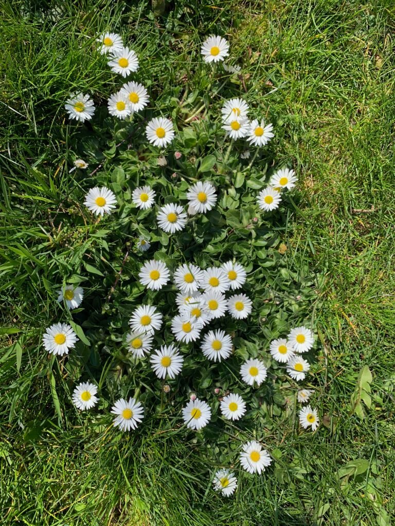 Bellis perennis
