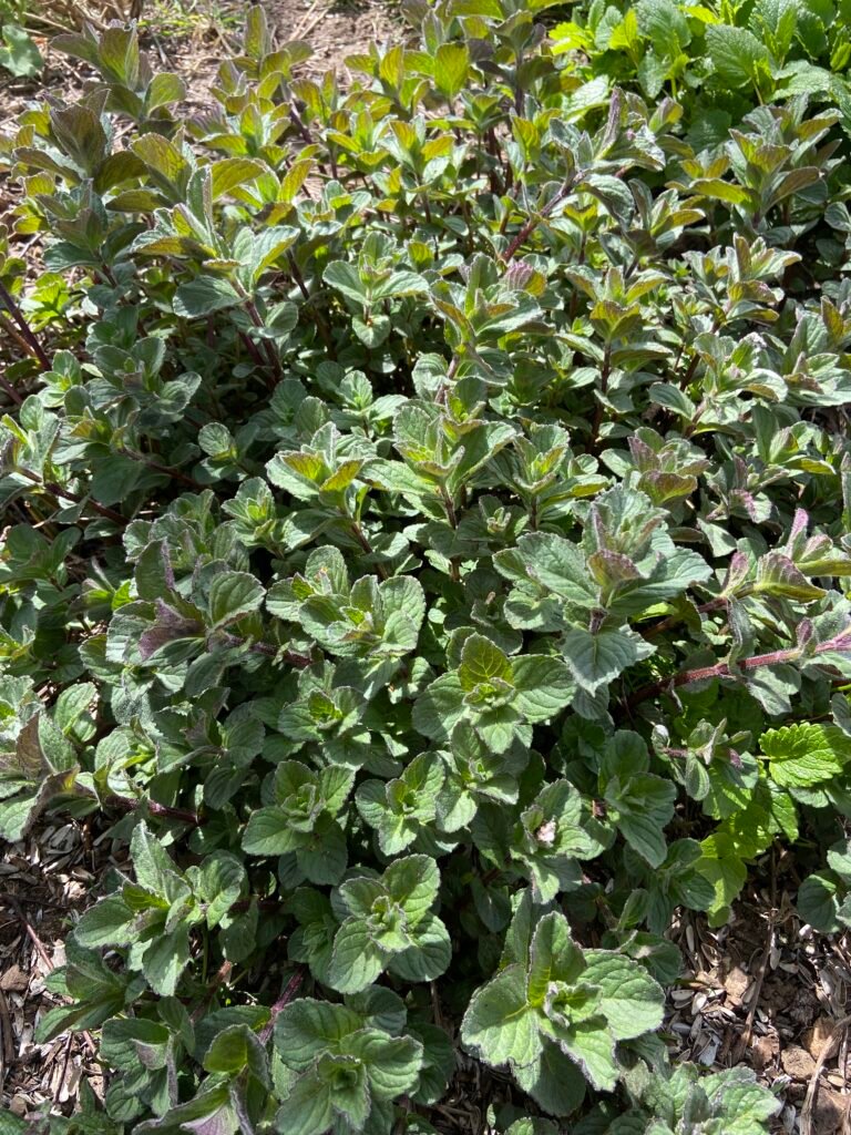 Die Pfefferminze - Heilpflanze im Mai