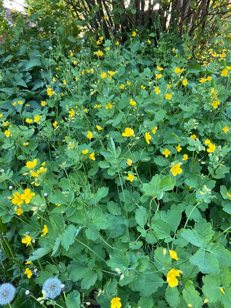 blühendes Schöllkraut