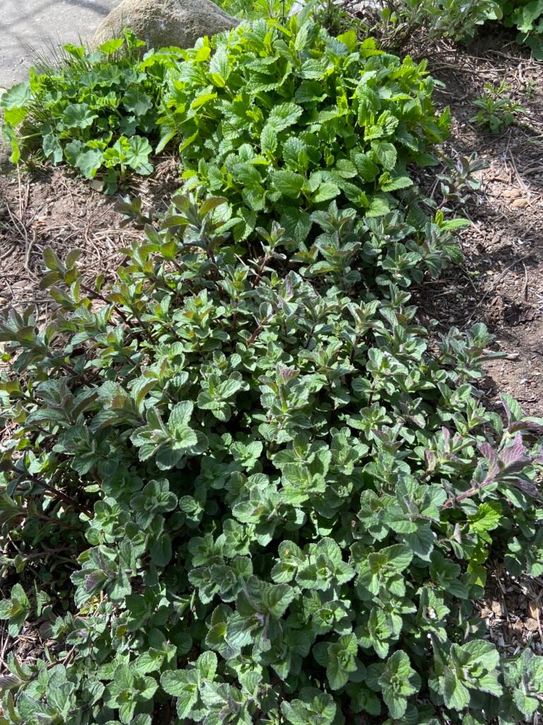 Die Pfefferminze - Heilpflanze im Mai