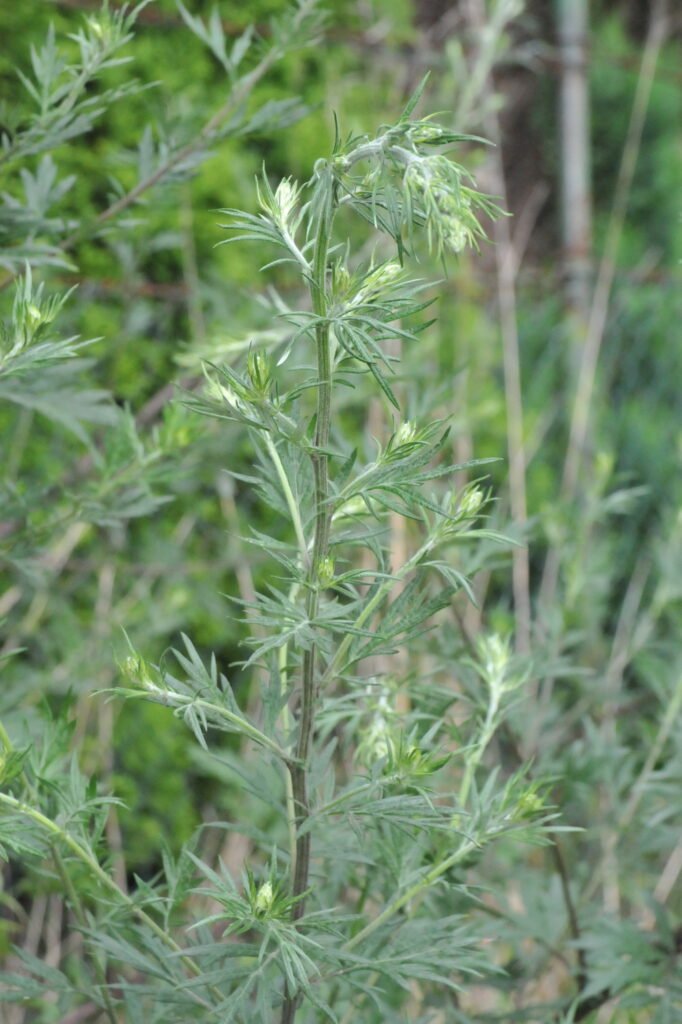 Der Beifuß - Heilpflanze im September