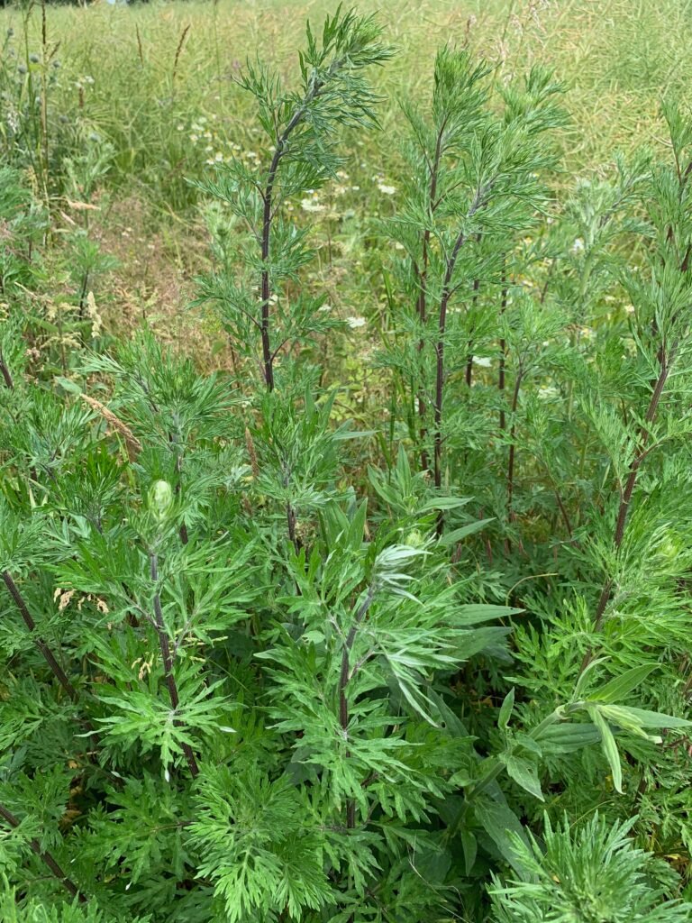 Der Beifuß - Heilpflanze im September