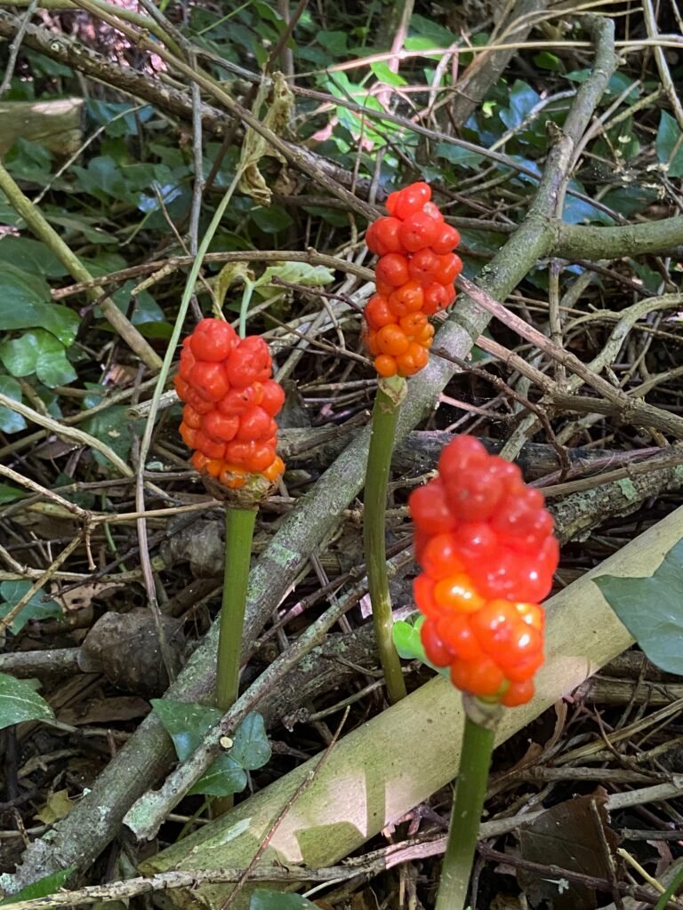 Fruchtstände des Aronstabes