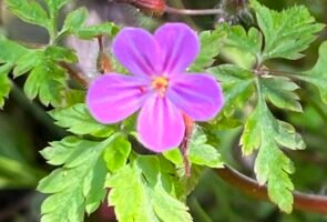 Das Ruprechtskraut – die Heilpflanze im Juni