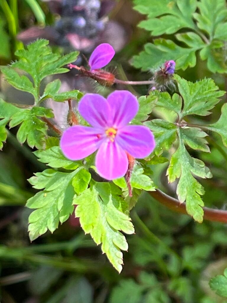 Das Ruprechtskraut - die Heilpflanze im Juni