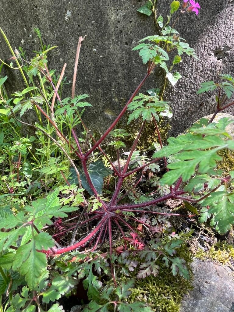 Das Ruprechtskraut - die Heilpflanze im Juni