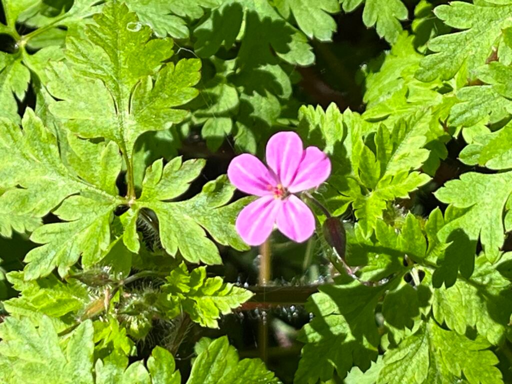 Das Ruprechtskraut - die Heilpflanze im Juni