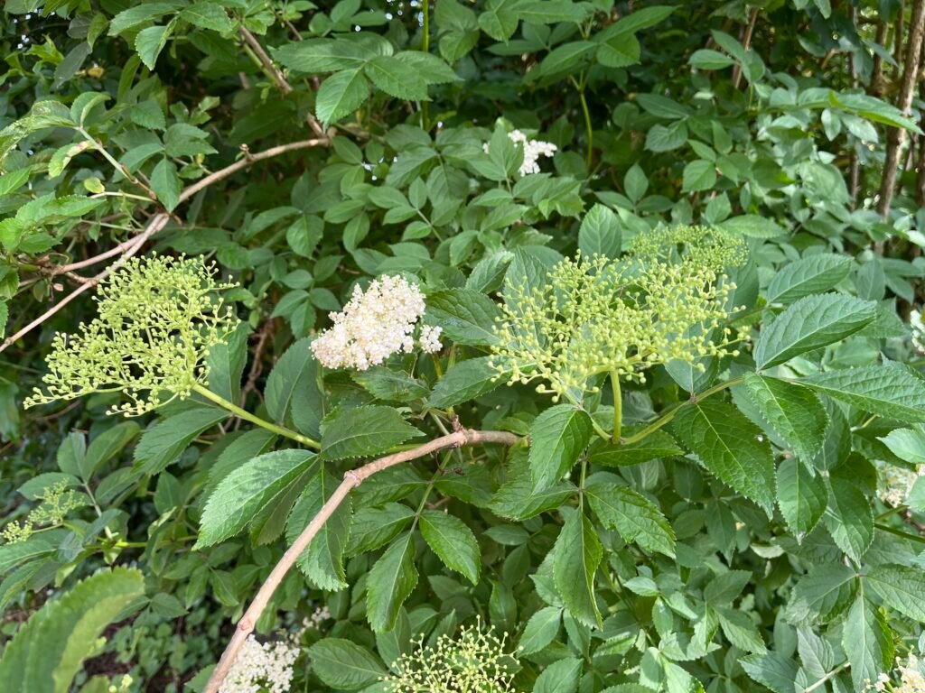 Schwarzer Holunder - die Heilpflanze im Oktober