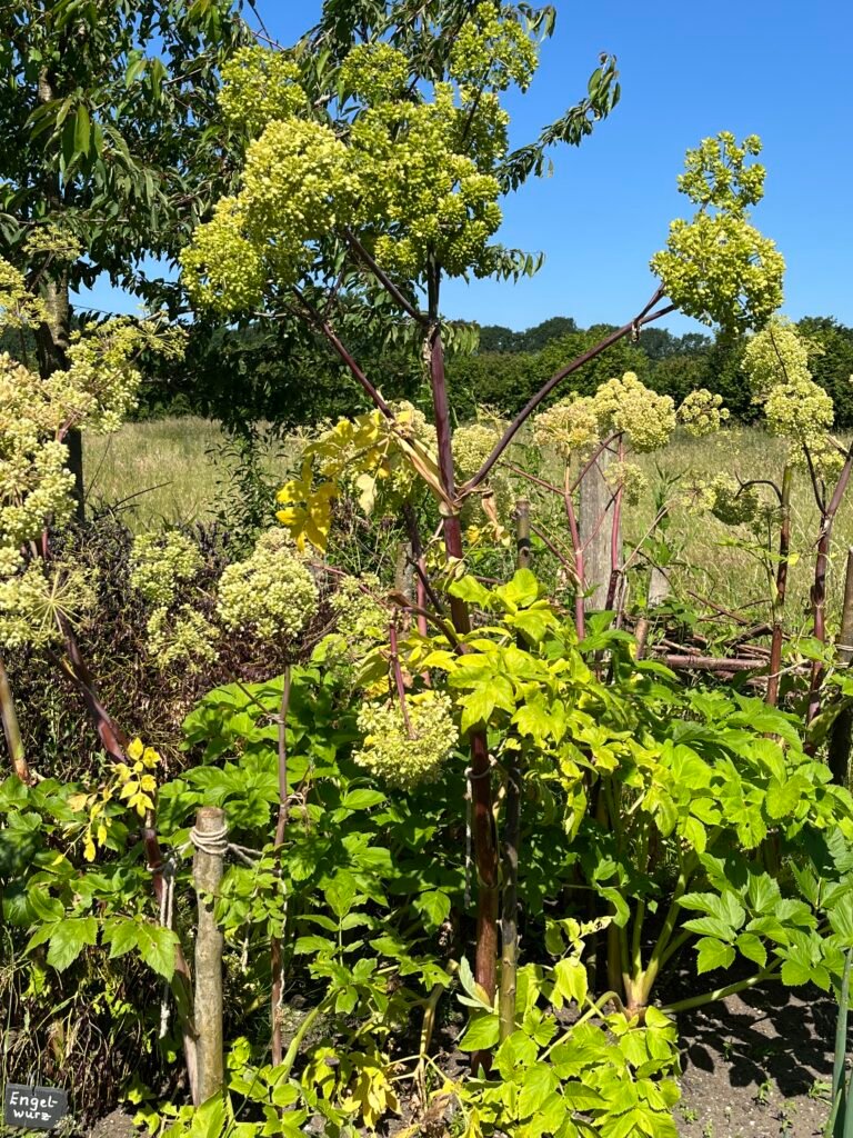 Die Engelwurz - Heilpflanze im Juli