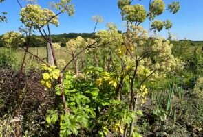 Die Engelwurz – Heilpflanze im Juli