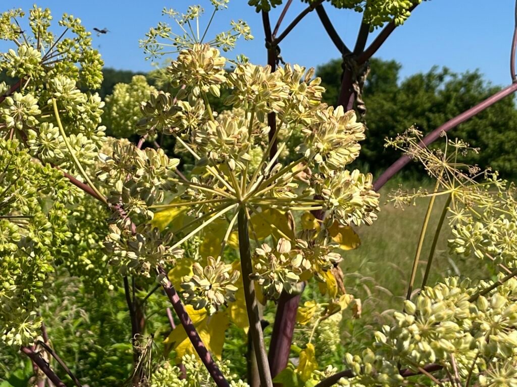 Die Engelwurz - Heilpflanze im Juli