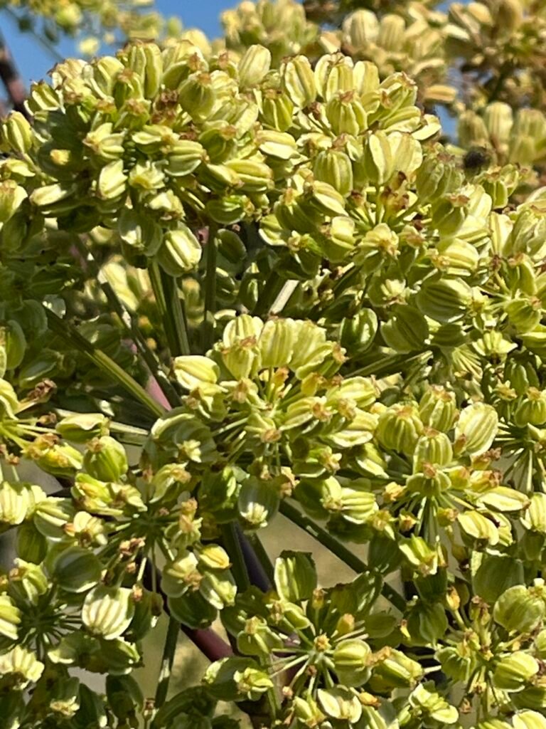 Die Engelwurz - Heilpflanze im Juli