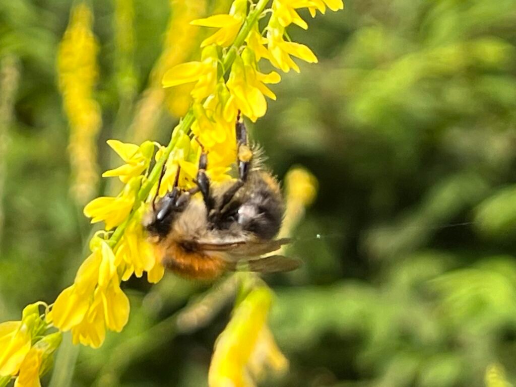 Echter Steinklee - die Heilpflanze im August