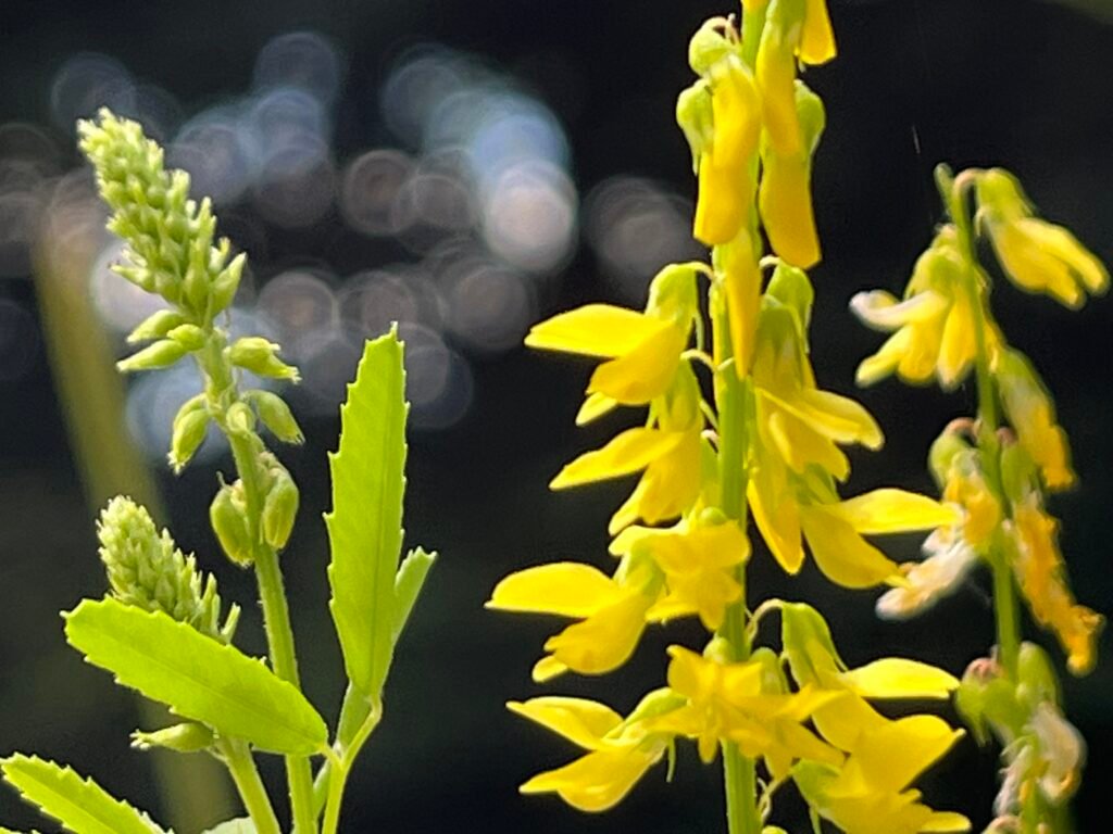 Echter Steinklee - die Heilpflanze im August