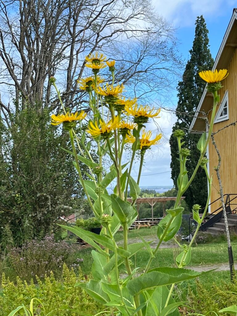 Alant - die Heilpflanze im September