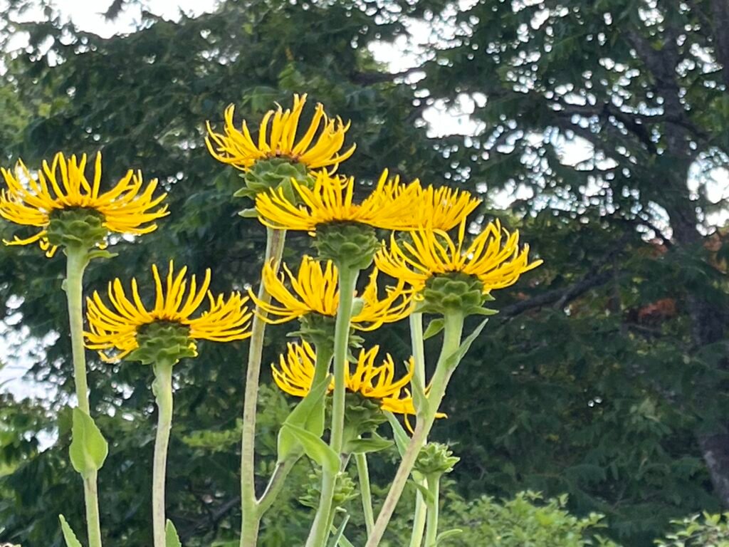 Alant - die Heilpflanze im September