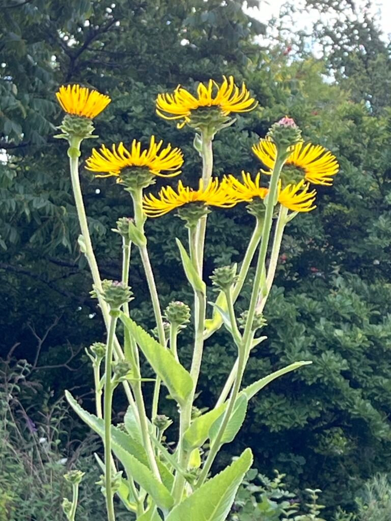 Alant - die Heilpflanze im September
