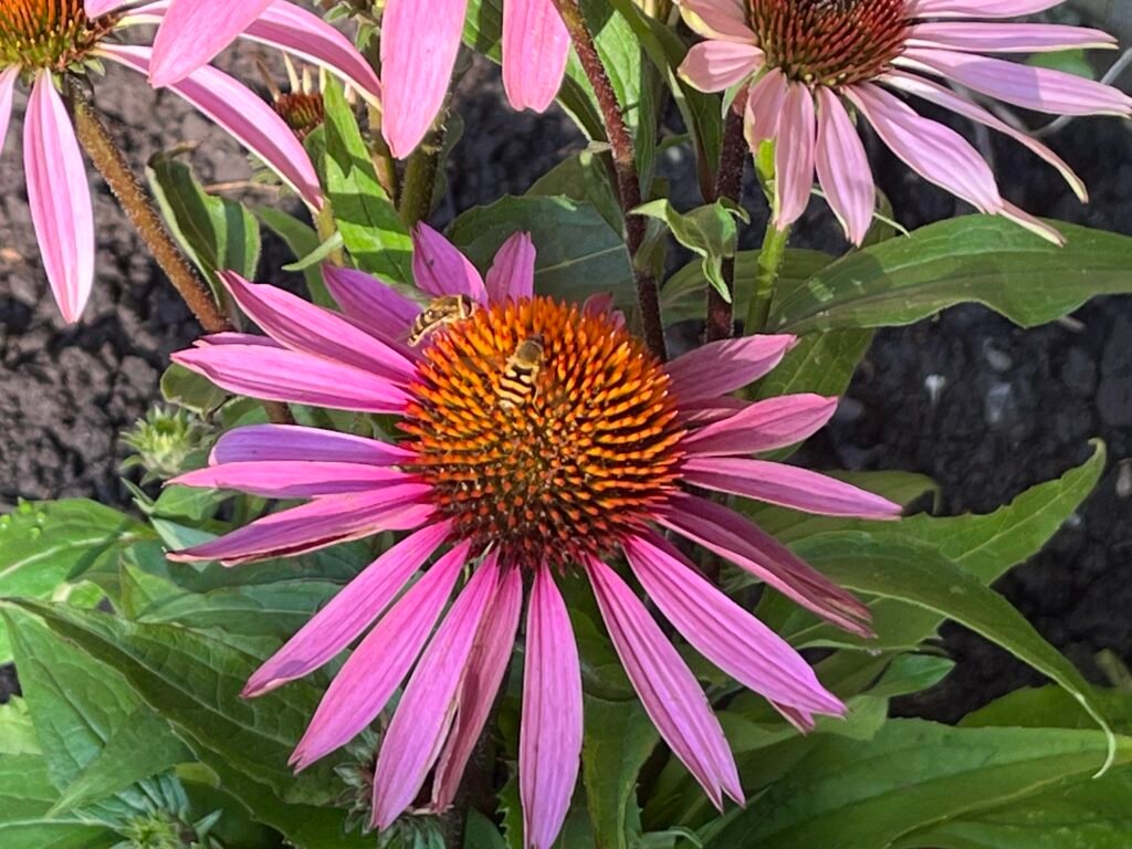Purpurner Sonnenhut - die Heilpflanze im Oktober