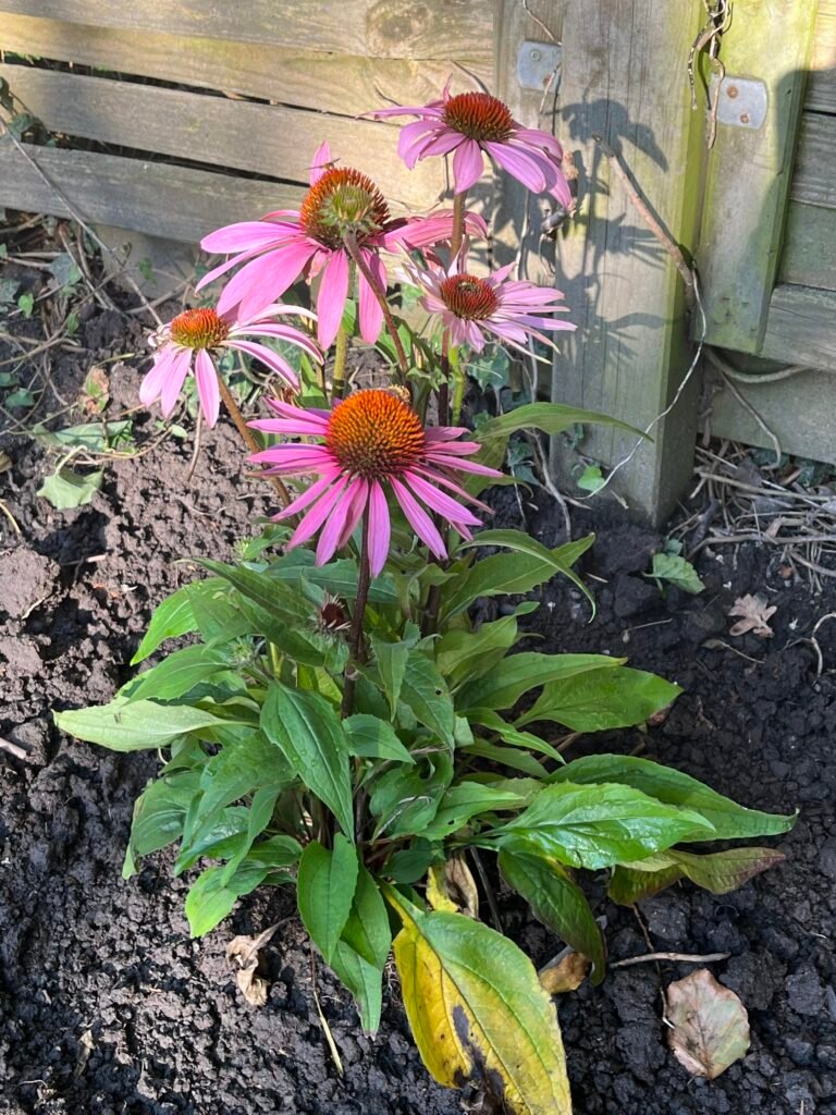 Purpurner Sonnenhut - die Heilpflanze im Oktober